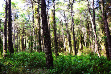 The mediterranean evergreen hard-leaved forest