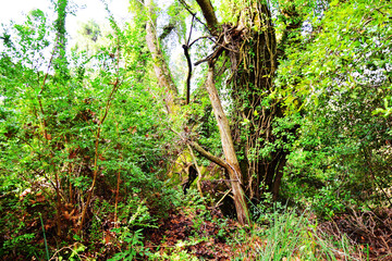 The mediterranean evergreen hard-leaved forest