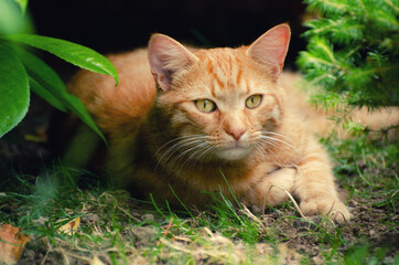 Naklejka na ściany i meble Ginger cat in the garden