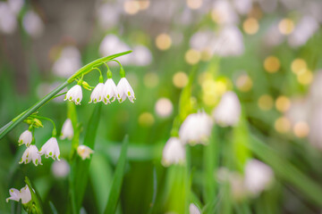 Selective focus shot of spring white flowers in the field