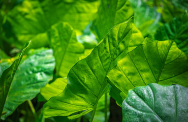 Closeup shot of a giant green tropical plant