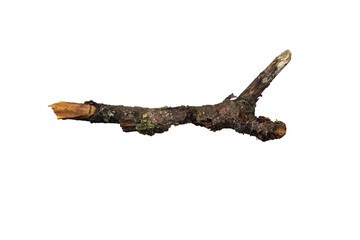 Dry branch isolated on white background.