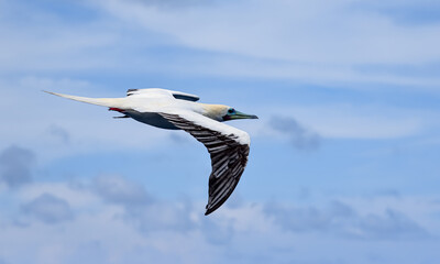 Seabird Masked, Blue-faced Booby (Sula dactylatra) flying over the blue ocean. Seabird is hunting for flying fish jumping out of the water.