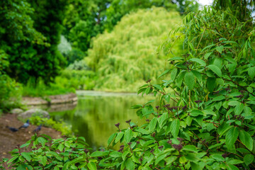 Fototapeta na wymiar Green plants and small pond in a park in summer