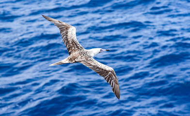 Seabird Masked, Blue-faced Booby (Sula dactylatra) flying over the blue ocean. Seabird is hunting for flying fish jumping out of the water.