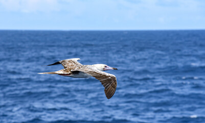 Seabird Masked, Blue-faced Booby (Sula dactylatra) flying over the blue ocean. Seabird is hunting for flying fish jumping out of the water.