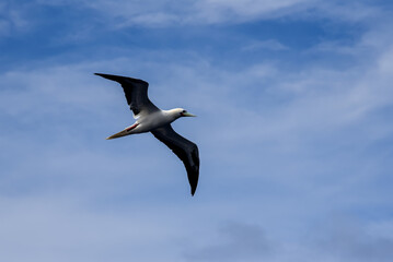 Seabird Masked, Blue-faced Booby (Sula dactylatra) flying over the blue ocean. Seabird is hunting for flying fish jumping out of the water.