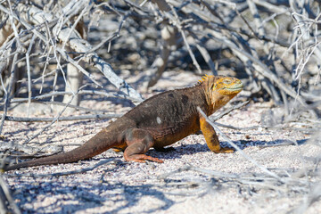Land iguana on the shores of North Seymour in the Galapagpos