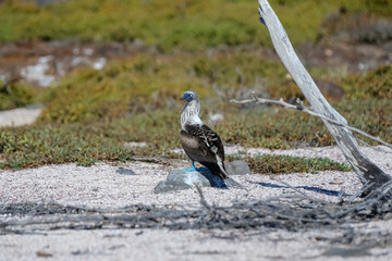 Blue Footed Booby in the Galapagos