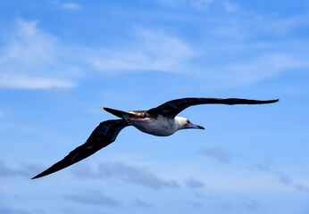 Seabird Masked, Blue-faced Booby (Sula dactylatra) flying over the blue ocean. Seabird is hunting for flying fish jumping out of the water.