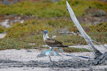 Blue Footed Booby in the Galapagos