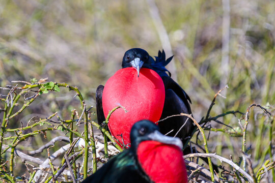Magnificent Frigate Bird Nesting in the Galapagos