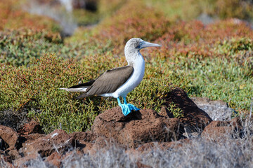 Blue Footed Booby in the Galapagos