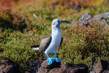 Blue Footed Booby in the Galapagos