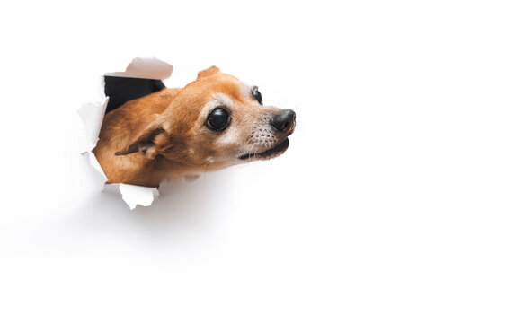 Bug-eyed funny muzzle. The head of old dog through a hole on a white torn paper background. Russian Toy Terrier. Studio image, copy space. Concept of spy, curiosity and snoop.