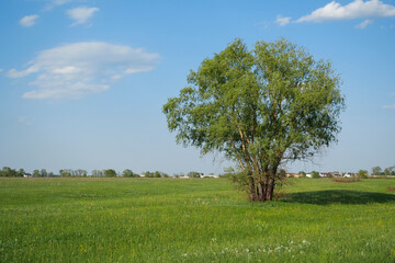 Fototapeta na wymiar Beautiful lonely green tree at grasslands