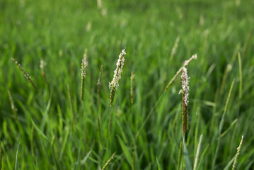 Alopecurus myosuroides 