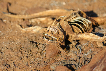Skeleton of a land iguana on the shores of North Seymour Island in the Galapagos