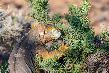 Land iguana on the shores of North Seymour in the Galapagpos
