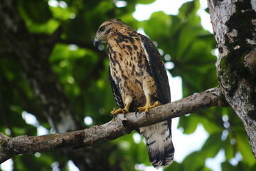 Ave perchada mirando a un lado
