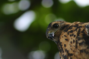 Ave mirando a la camara