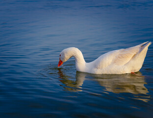 Obraz premium Duck in the water..