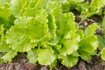 Green lettuce leaves grow in the garden in the summer