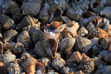 Seafood and conch are piled together