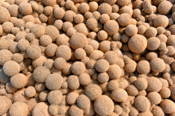 Close up on thousands of ball-shaped algae. Hundreds of sphere of poseidon beside the sea in a sunny day. Brown egagrophilus over the sand in the beach also called Neptune's balls or sea's kiwi.