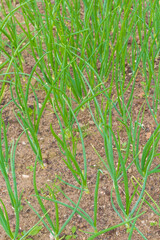Green onions grow in the garden in the summer