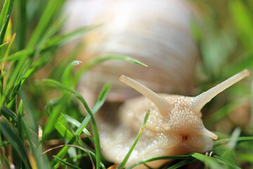 Weinbergschnecke (grapevine snail)