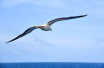 Seabird Masked, Blue-faced Booby (Sula dactylatra) flying over the blue ocean. Seabird is hunting for flying fish jumping out of the water.
