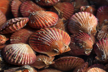 Scallops piled up in a restaurant