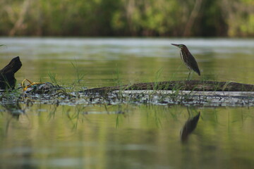 Ave reflejada en el lago
