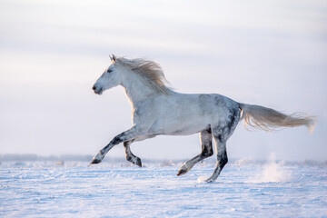 Beautiful grey horse running on the winter meadow.