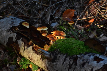 Pilzfamilie am Waldboden im Abendlicht