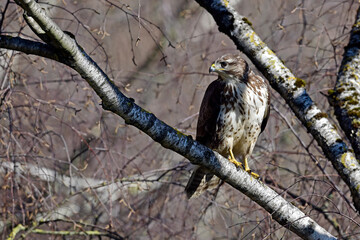 Mäusebussard (Buteo buteo) // Common buzzard