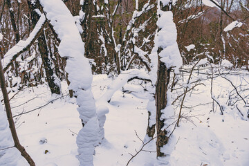 Beautiful winter forest covered with snow. White snow on the branches of trees.