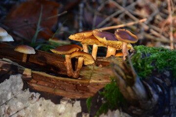 Pilzfamilie am Waldboden im Abendlicht