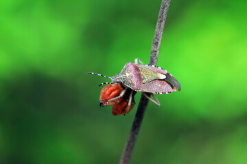 An adult stink bug foraging on plants, North China