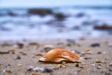 Jakobsmuschel im Sand am Strand