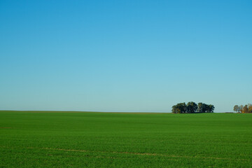 landscape. Green wheat field, trees on the horizon and clear blue sky.