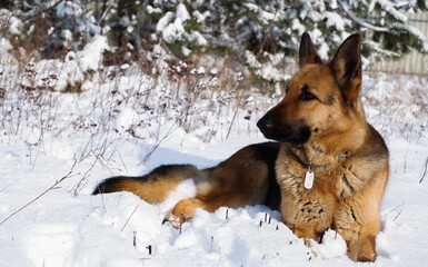 German shepherd dog sits for a walk in a pine forest on a sunny winter day.