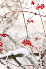 Winter frozen viburnum under the snow. Viburnum in the snow. Red berries. Wonderful winter. Hoarfrost