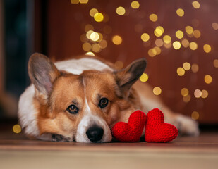 portrait of a corgi dog lies on the floor next to two love symbols of knitted red hearts