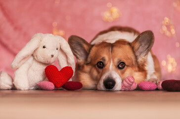 Fototapeta na wymiar cute portrait of a corgi dog puppy with a rabbit toy lies on the wooden floor among the scarlet and pink hearts