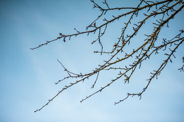 Fototapeta na wymiar Tree branches in spring on a background of blue sky