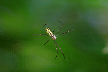 A spider is making a web in the wild, North China