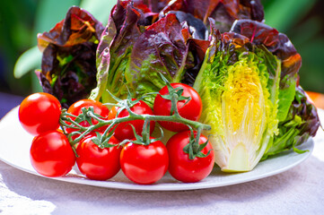 Fresh harvest of Violet romaine or cos lettuce and sweet cherry tomatoes