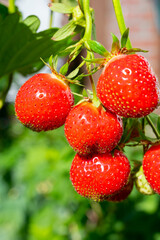 Sweet ripe red strawberry hanging on plant in garden